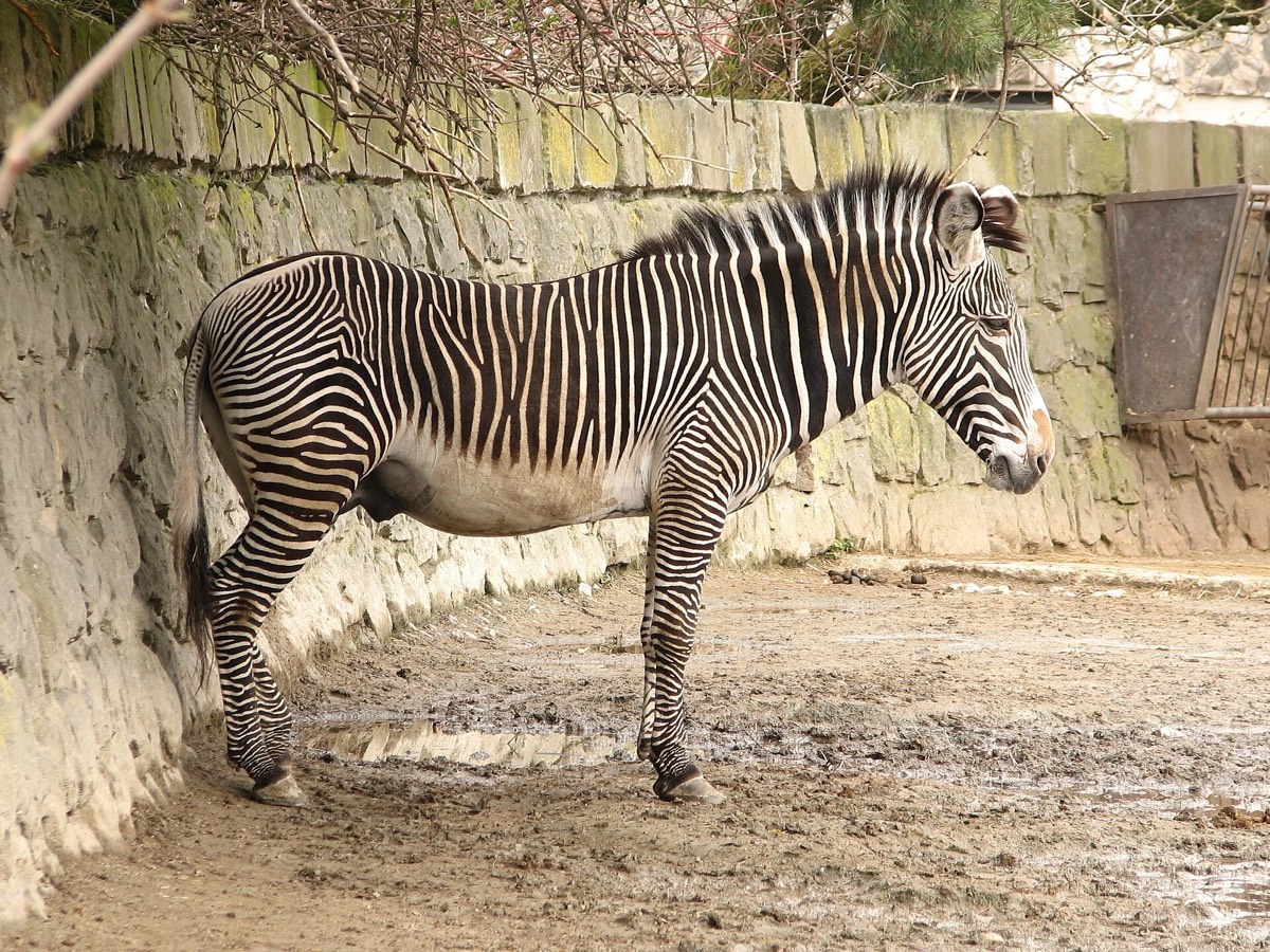 Safari Park Dvůr Králové — zvířata v savaně